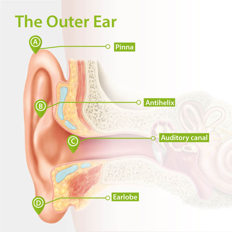 diagram of the outer ear